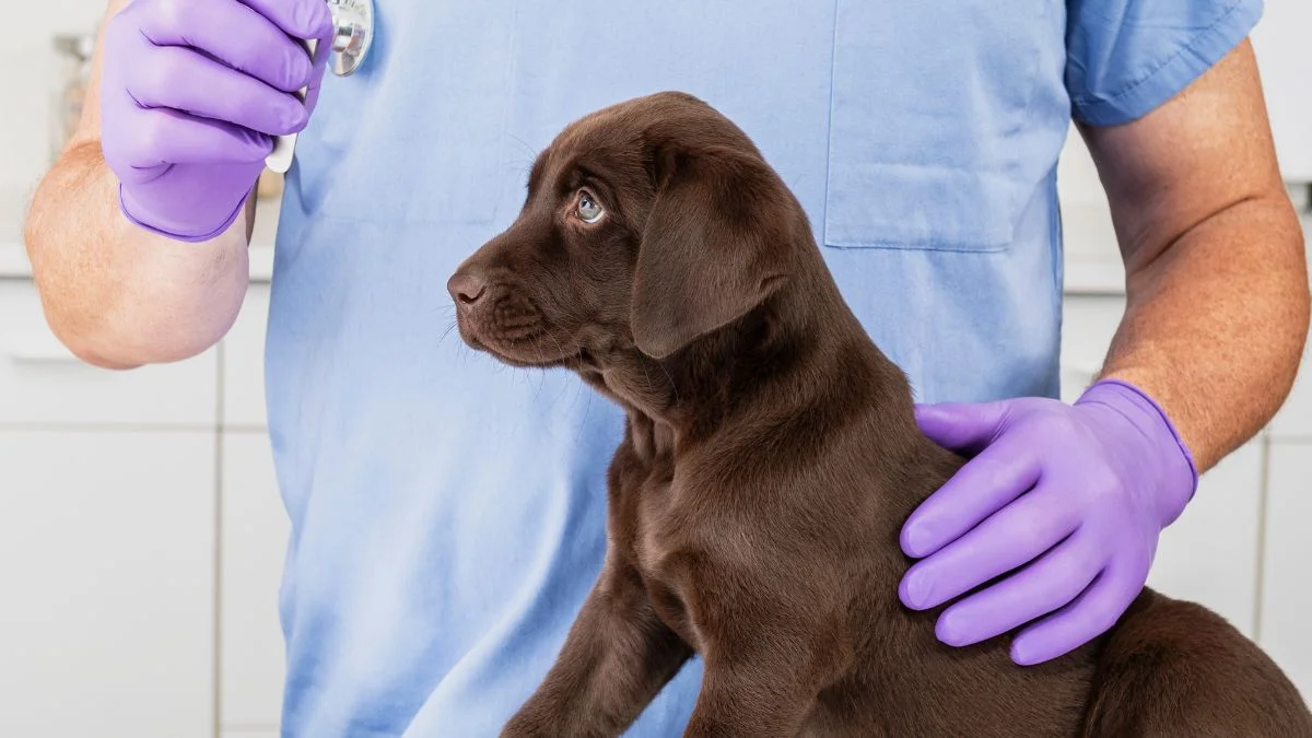 do-rescue-dogs-have-to-be-neutered