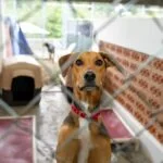 dog-adoption-process