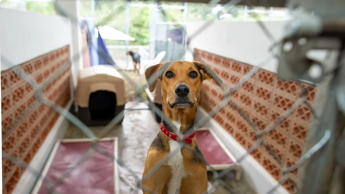 dog-adoption-process