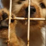 how-to-adopt-a-rescue-dog