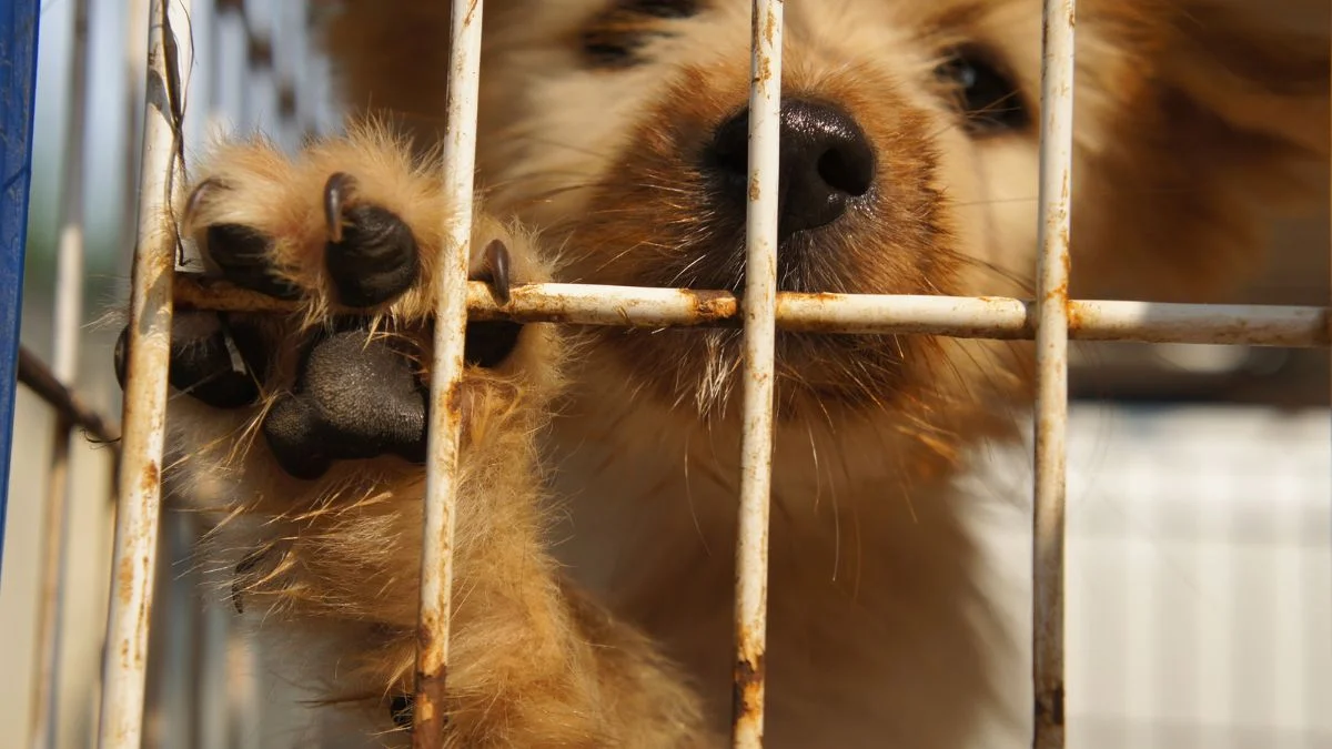 how-to-adopt-a-rescue-dog
