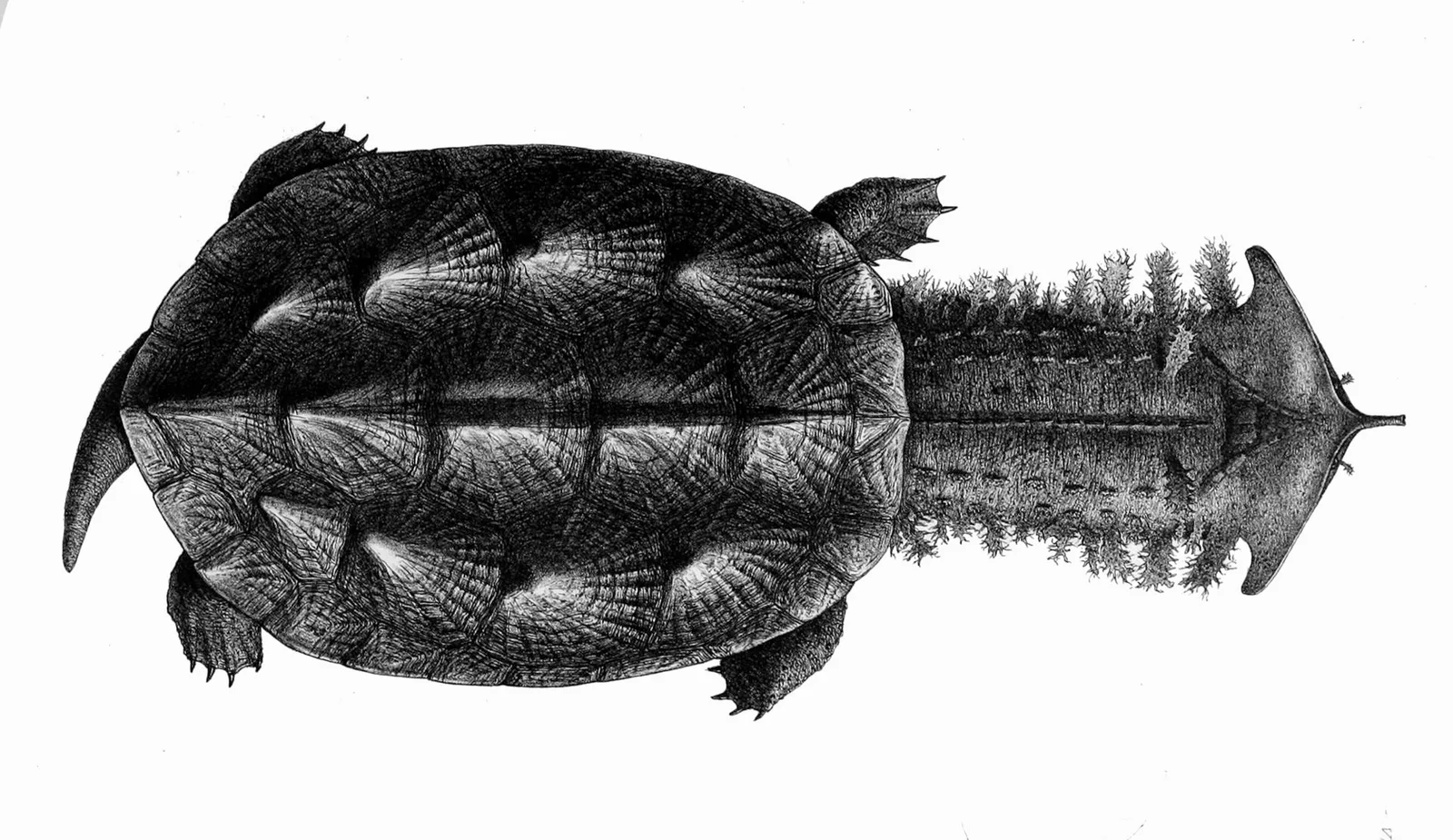 mata-mata-turtle-facts