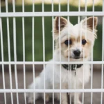 best-pet-gates